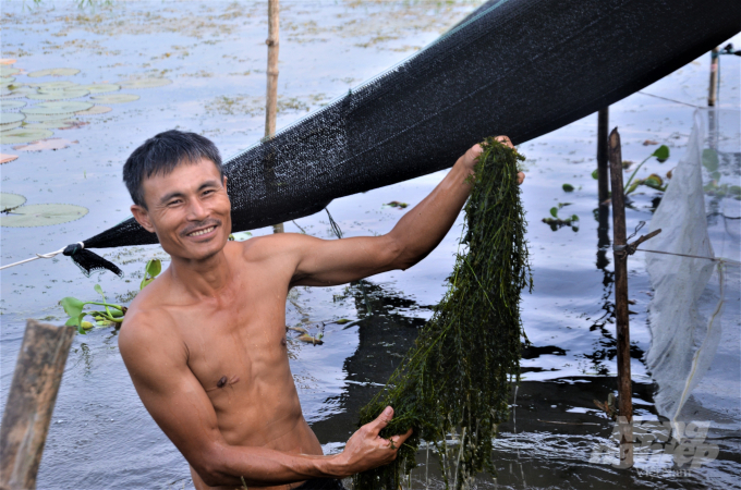 Cây rong Đuôi chó vừa tạo bóng mát, vừa làm thức ăn cho ốc. Ảnh: Đào Thanh.