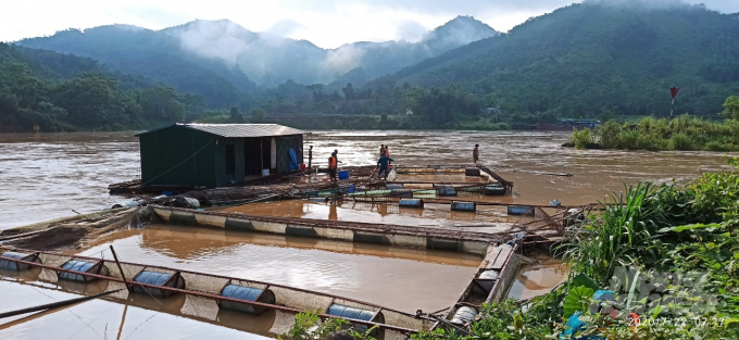 Mưa lớn khiến 10 lồng cá ở Tuyên Quang bị thiệt hại. Ảnh: Chí Thanh.