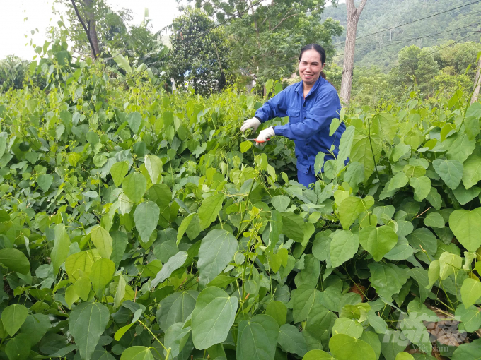 Công việc thu hoạch rau bò khai được bên mua thuê nhân công thực hiện. Ảnh: Đồng Văn Thưởng.