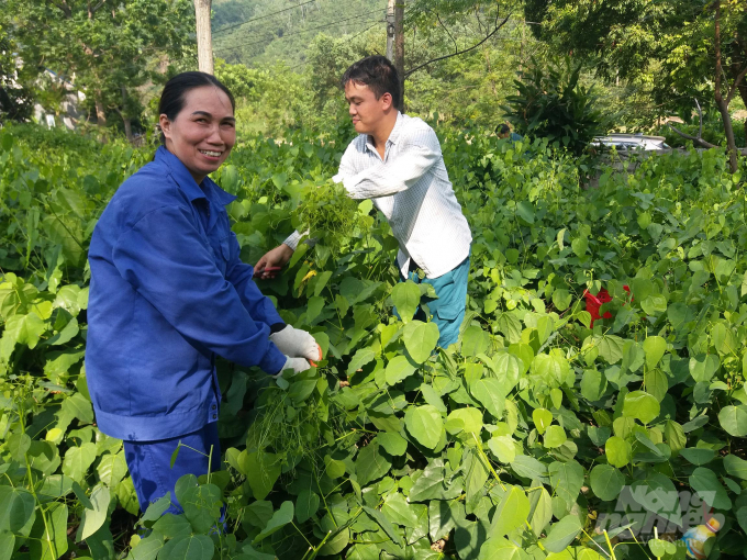 Sau khi đầu tư trồng, công chăm sóc không nhiều nhưng người trồng rau rừng bò khai có thu nhập ổn định quanh năm. Ảnh: Đồng Văn Thưởng.