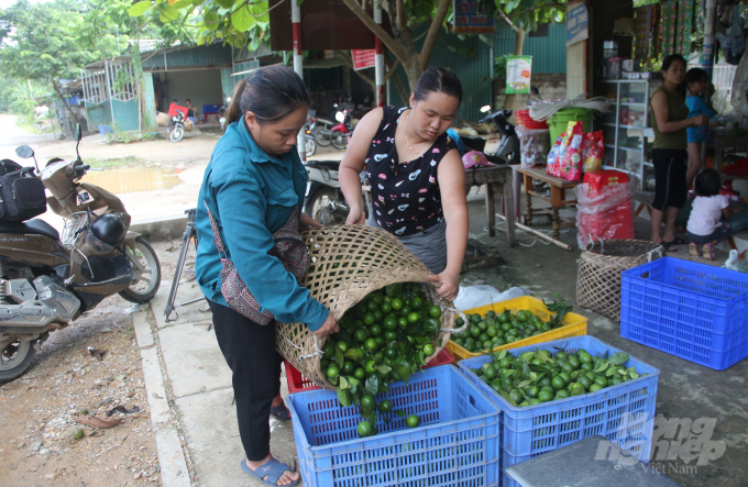 Dù cây chanh tứ mùa đang cho hiệu quả kinh tế khá tốt, nhưng ngành NN-PTNT tỉnh Tuyên Quang khuyến cáo người dân không nên ồ ạt mở rộng diện tích dẫn đến nguy cơ mất giá. Ảnh: Đào Thanh.