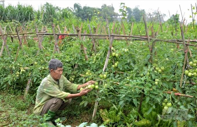 Hầu hết các mô hình trồng rau sạch tại TP Tuyên Quang đều tiêu thụ khá thuận lợi. Ảnh: Đào Thanh.