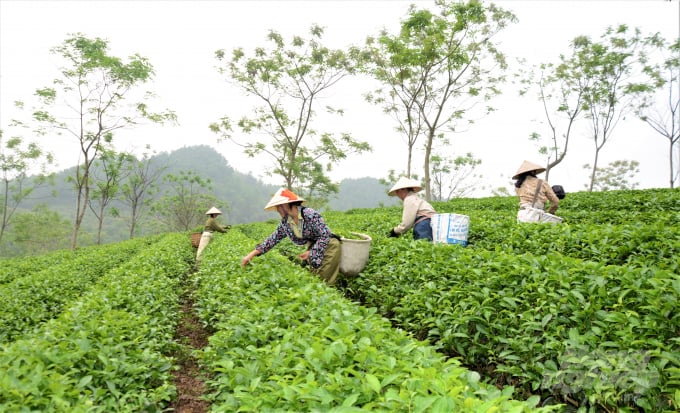 Đổi mới cơ cấu giống và kỹ thuật chăm sóc, chế biến, không ít sản phẩm trà của Tuyên Quang được thị trường trong nước và thế giới đón nhận. Ảnh: Đào Thanh.