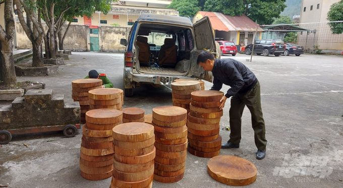 Lực lượng chức năng huyện Bắc Mê tiến hành kiểm đếm số gỗ nghiến trái phép. Ảnh: Lê Hoàn.