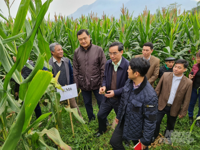 Mô hình trồng ngô sinh khối khá phù hợp với đồng đất của tỉnh Tuyên Quang. Ảnh: Đào Thanh.