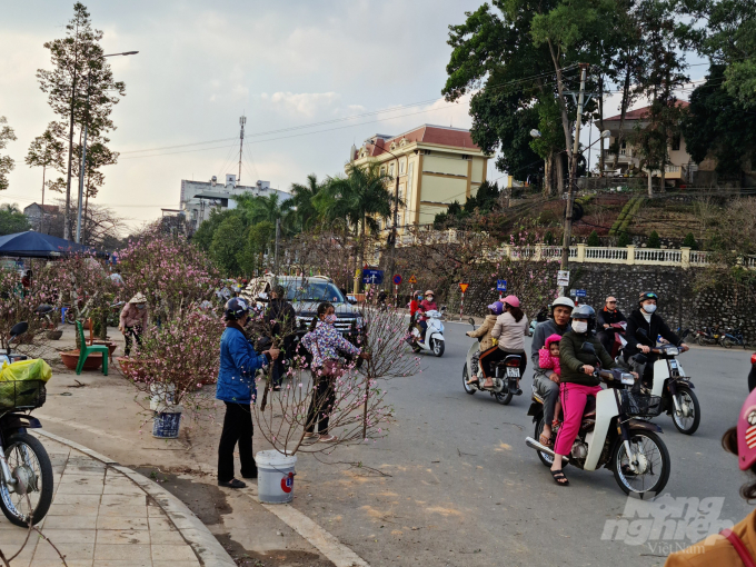 Chiều 30 Tết, nhiều người dân ở thành phố Tuyên Quang vẫn đổ ra phố hoa để mua đào, quất rẻ.