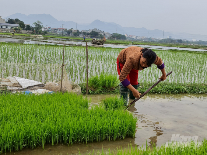 Dịp Tết Tân Sửu thời tiết thuận lợi nên diện tích mạ gieo của bà con nông dân Tuyên Quang sinh trưởng phát triển tốt.