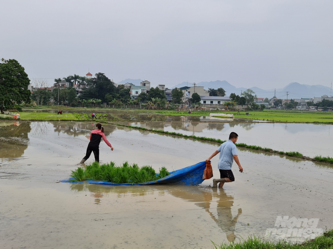 Vụ xuân năm nay tỉnh Tuyên Quang gieo cấy hơn 18.600 ha lúa, đến thời điểm này các địa phương trong tỉnh đã thực hiện được 50% diện tích kế hoạch.