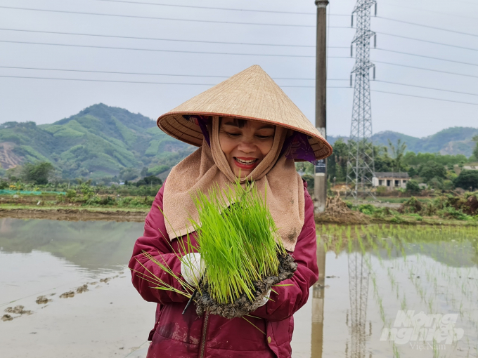 Với 50% tổng diện tích gieo cấy lúa lai người nông dân ở Tuyên Quang hi vọng vụ xuân này sẽ được mùa.