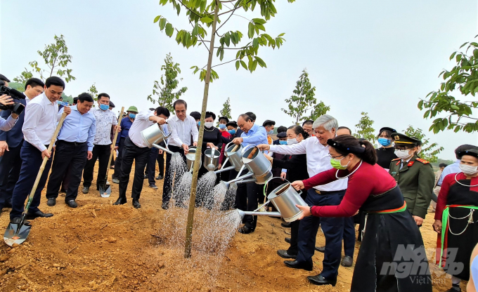 Trung bình mỗi năm tỉnh Tuyên Quang thực hiện trồng được hơn 10.000 ha rừng. Ảnh: Đào Thanh.