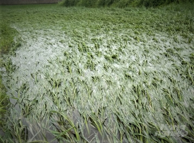 Mưa dông khiến nhiều diện tích lúa, rau màu của xã Thiện Kế, huyện Sơn Dương bị ngập úng. Ảnh: Nguyễn Lợi.