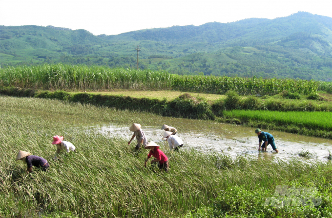 Thiên tai đã khiến nhiều diện tích hoa màu của người dân ở Tuyên Quang bị ảnh hưởng: Ảnh: Đào Thanh.