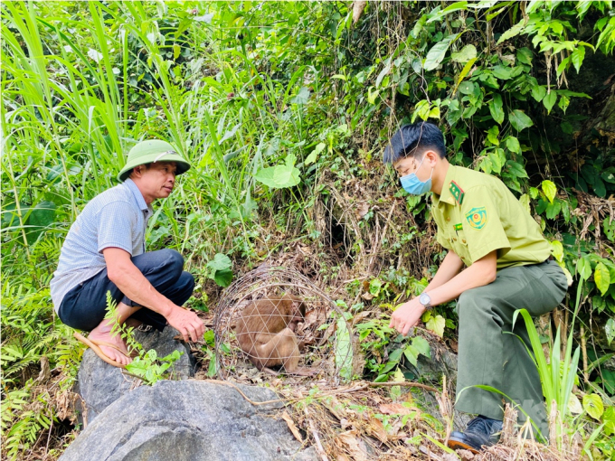 Cán bộ Hạt Kiểm lâm Vị Xuyên thả khỉ vàng quý hiếm về môi trường tự nhiên tại rừng đặc dụng Du Già thuộc địa phận xã Tùng Bá. Ảnh: Quỳnh Anh.