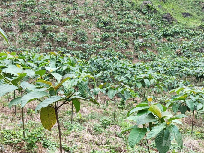 Cây gáo tráng đang là cây trồng có nhiều tiềm năng đưa vào trồng đại trà tại các cánh rừng của tỉnh Tuyên Quang. Ảnh: Đào Thanh.