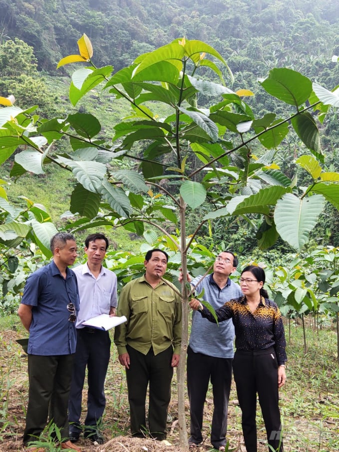 After one year of planting, cadamba trees grow well reaching a height of 2-3 meters on average. Photo: Dao Thanh.