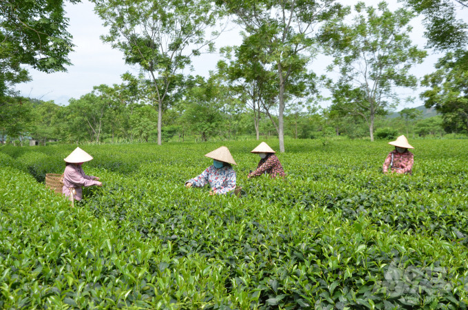 Hiện toàn tỉnh Tuyên Quang có 8.500 ha chè, tổng sản lượng trên 71.700 tấn/năm. Cùng với những giống chè truyền thống, tỉnh đã đưa vào trồng nhiều giống chè đặc sản có chất lượng và giá trị kinh tế cao như Kim Tuyên, Ngọc Thúy, Phúc Vân Tiên.