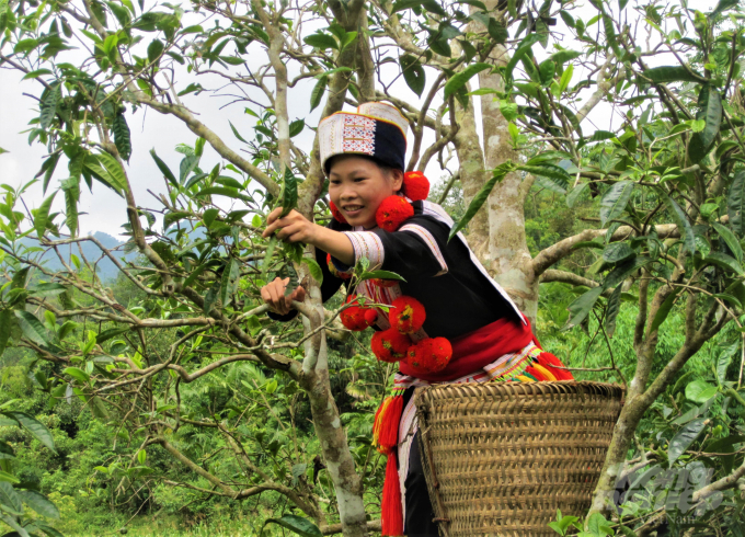 Tuyên Quang cùng là vùng đất có những cây shan tuyết cổ thụ hàng trăm năm tuổi tại huyện Na Hang. Đây là vùng chè hữu cơ cho giá trị kinh tế khá cao. 