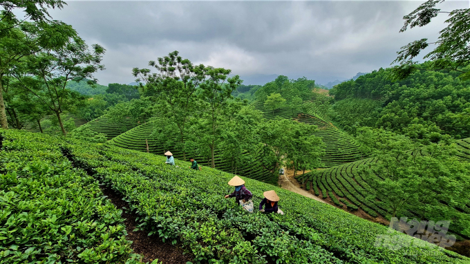 Những đồi chè hình bát úp không chỉ cho người nông dân Tuyên Quang thu nhập mà còn tạo mỹ quan thẩm mỹ, là niềm năng lớn cho phát triển du lịch trải nghiệm.