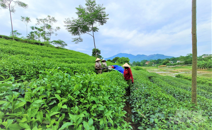 Tuyên Quang đã xuất hiện nhiều làng chè có tiếng như chè Làng Bát ở xã Tân Thành, huyện Hàm Yên; chè shan tuyết ở xã Hồng Thái, huyện Na Hang; chè Vĩnh Tân ở xã Tân Trào, huyện Sơn Dương.