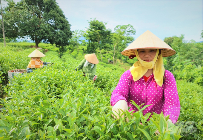 Ngoài giống chè trung du, thì chè diện tích chè đặc sản Kim Tuyên, Ngọc Thúy... cũng giúp cho người dân Tuyên Quang nâng cao thu nhập.