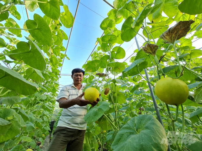 Ông Đoàn Công Oánh, thôn Tân Đức, xã Đạo Đức, huyện Vị Xuyên, tỉnh Hà Giang đã trồng dưa trong nhà màng được 5 năm nay. Đây là mô hình trồng dưa lớn và mang lại hiệu quả cao nhất ở Hà Giang.