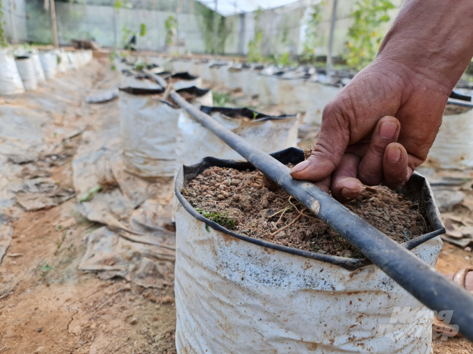 Hệ thống nước tưới nhỏ giọt tự động có thể điều chỉnh tưới cho cây phù hợp với điều kiện thời tiết giúp tiết kiệm nước.
