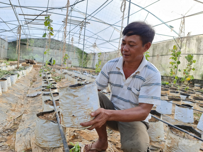 Ông Oánh chia sẻ với Báo Nông nghiệp Việt Nam, mô hình trồng dưa trong nhà màng này, yếu tố quan trọng đầu tiên là đất đưa vào vườn phải đảm bảo sạch bệnh, đủ dinh dưỡng.