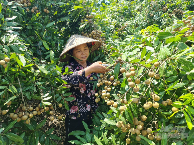 Due to the Covid-19 pandemic's effect, the price of longan in Tuyen Quang is currently barely half of what it was before the outbreak. Photo: Dao Thanh.