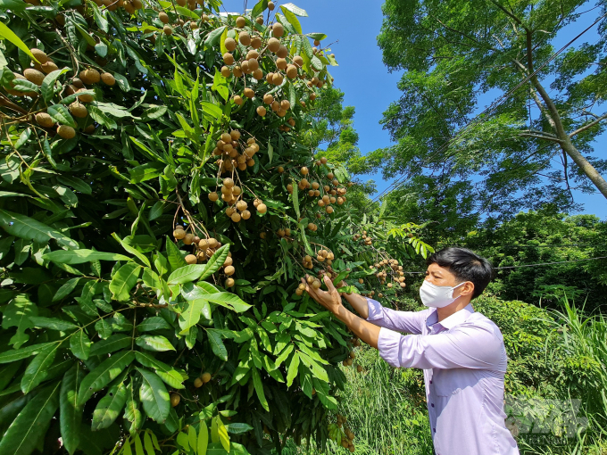 Giá nhãn xuống thấp khiến nhiều nhà vườn ở Tuyên Quang thất thu. Ảnh: Đào Thanh.