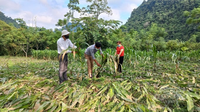 Mưa lớn khiến 28 ha ngô và hoa màu của người dân ở Tuyên Quang bị thiệt hại. Ảnh: CTV.
