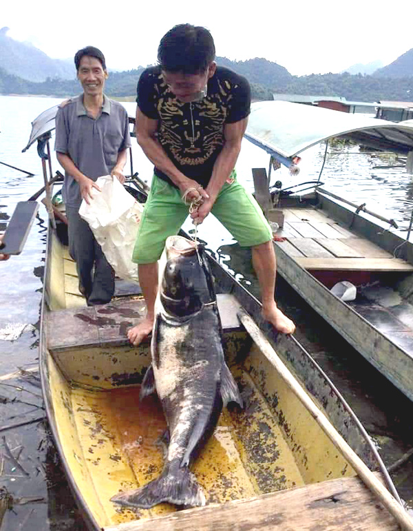 Con cá mè nặng 44 kg được người dân tỉnh Tuyên Quang đánh bắt được trên khu vực lòng hồ thủy điện. Ảnh: Tư liệu.
