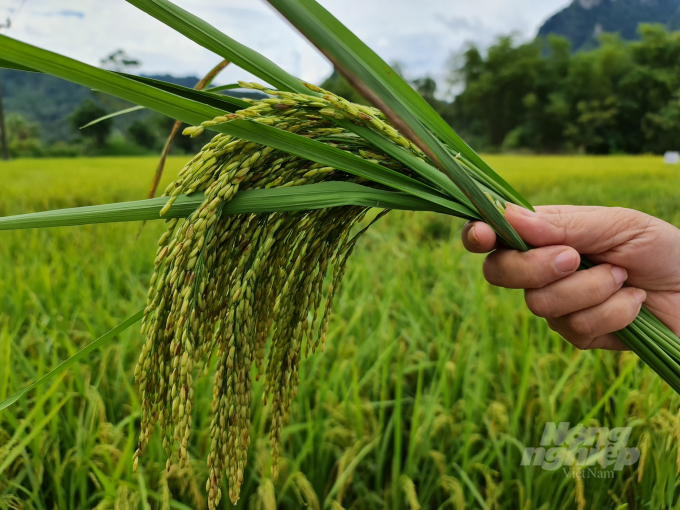 Giống lúa BC15 có chuyển gen kháng đạo ôn bông to dài, hạt xếp sít, số hạt chắc/bông cao. Ảnh: Đào Thanh.