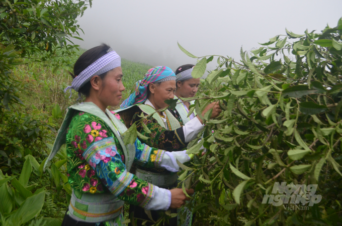 Nông nghiệp Việt Nam đang đóng vai trò quan trọng trong việc ổn định xã hội và sinh kế cho trên 60% dân số sinh sống ở khu vực nông thôn. Ảnh: Đào Thanh.