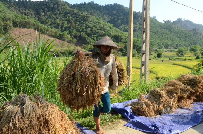 Đến nay Việt Nam sản xuất được lương thực đủ và khâu lưu thông phân phối theo cơ chế thị trường hiện nay cũng tốt. Ảnh: Đào Thanh.