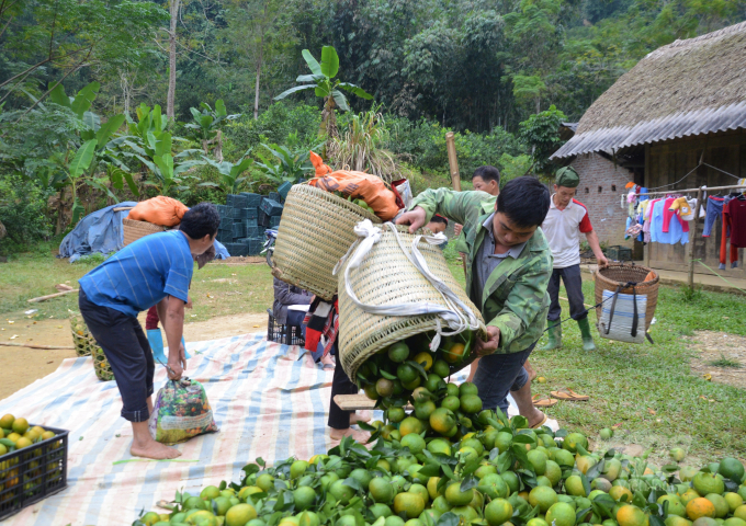 So với vụ năm ngoái Cam Hàm yên giảm 20.000 tấn sản lượng, nhưng bù lại giá cao hơn. Ảnh: Đào Thanh.