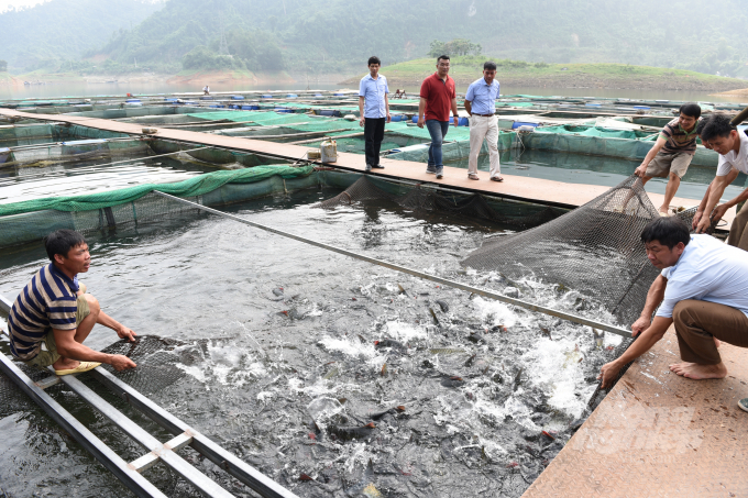 Phát triển thủy sản sạch vừa giúp bảo vệ môi trường, vừa nâng tầm thương hiệu sản phẩm nông nghiệp của huyện Na Hang. Ảnh: Đào Thanh.