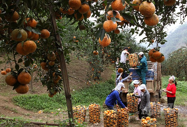 Compared with the previous two crops, this year's orange crop in Ha Giang is quite favorable for consumption. Photo: DT. 