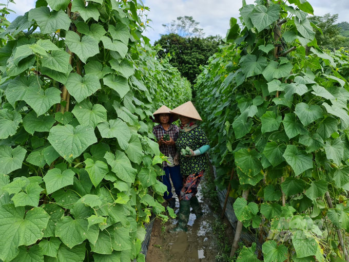 Dưa chuột được giá, nông dân Tuyên Quang mở rộng diện tích. Ảnh: Đào Thanh.