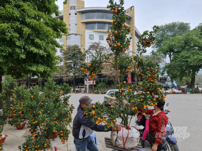 Thị trường quất cảnh giá cũng rẻ hơn so với năm ngoái nhưng cũng phải đến ngày giáp Tết mới đông khách.  