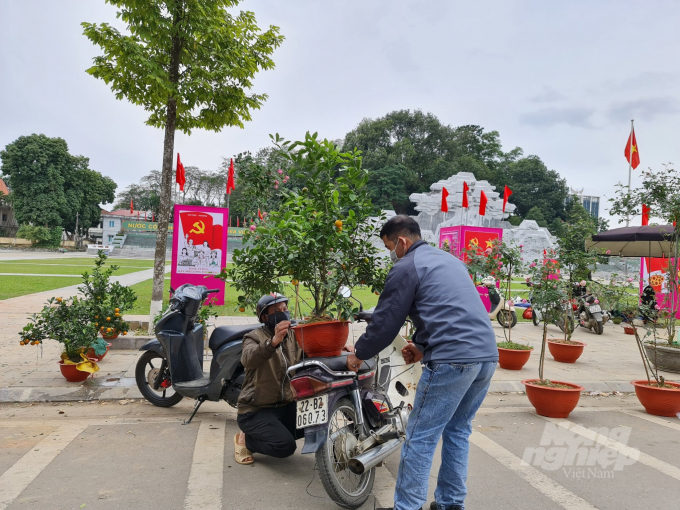 Do nhu cầu của thị trường Tuyên Quang tăng đột biến nên ngày 29 Tết, nhiều cây quất mã xấu, ít quá vẫn có người mua.