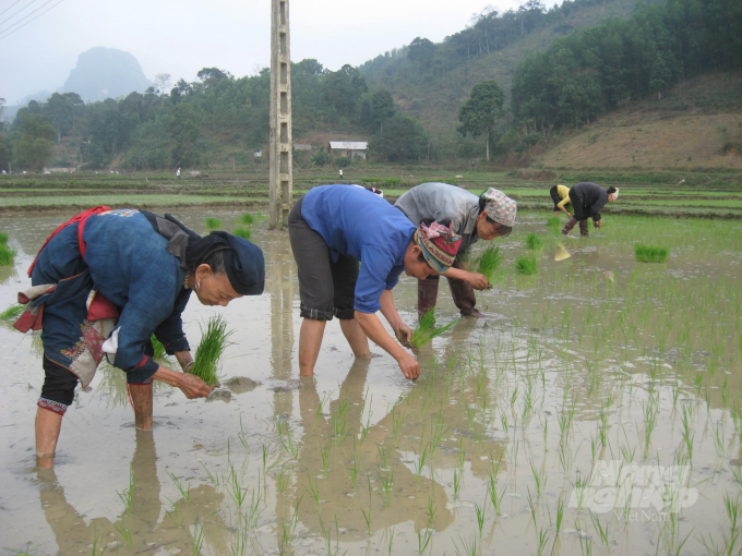 Sau Tết Nguyên đán, người dân Tuyên Quang nô nức xuống đồng cấy lúa xuân.