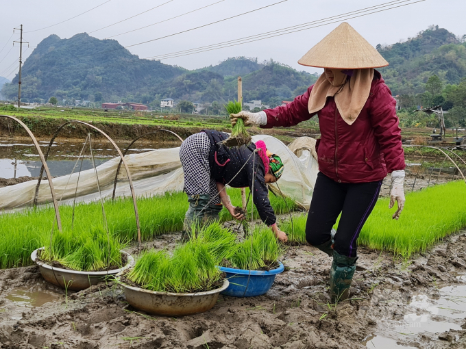 Với việc gieo cấy đạt gần 4.000 ha, huyện Sơn Dương là địa phương có tiến độ gieo cấy lúa xuân nhanh nhất tỉnh Tuyên Quang.
