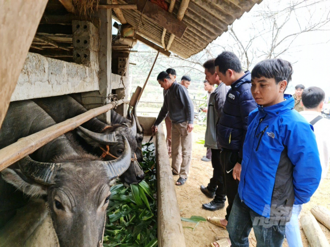 Các hộ chăn nuôi ở Hà Giang chủ động nguồn thức ăn, không thả rông trâu, bò trong những ngày rét đậm, rét hại. Ảnh: Đào Thanh.