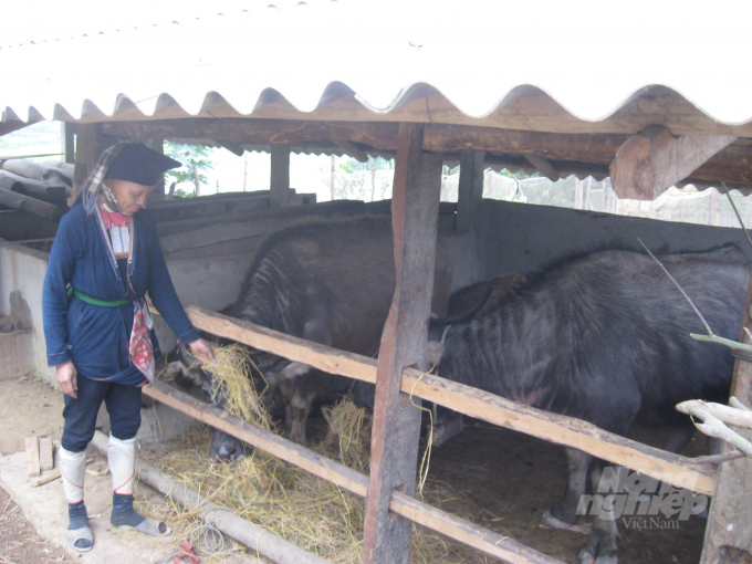 Việc phòng chống đói rét cho đàn vật nuôi là vấn đề cấp thiết trong đợt rét đậm, rét hại kéo dài ở Tuyên Quang. Ảnh: Đào Thanh.