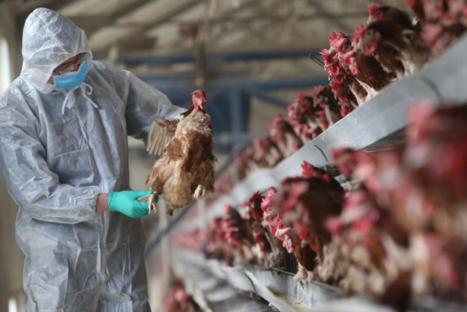 Cúm gia cầm H5N1 đã được phát hiện ở gà tại hai tỉnh Hồ Nam, Tứ Xuyên của Trung Quốc trong tháng này. Ảnh: Reuters.