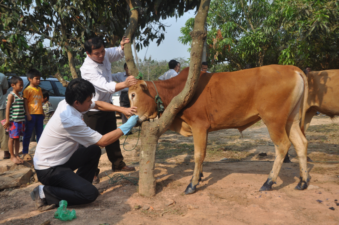 Tiêm vắc xin lở mồm long móng cho đàn bò.