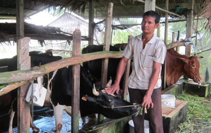 Anh Thạch Sà Rum ở ấp Rạch Sên, xã Thạnh Phú (huyện Mỹ Xuyên) chăm sóc đàn bò sữa đã giúp cho thu nhập ổn định và thoát nghèo bền vững.