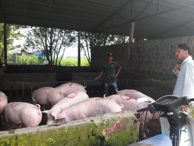 Sau khi C.P, Dabaco giảm giá lợn ngày 15 - 16/2 xuống 75.000 đồng/kg, ngày 18/2 giá lợn tại Chợ đầu mối gia súc gia cầm Hà Nam giảm xuống còn 74.000 - 75.000 đồng/kg. Ảnh: Nguyên Huân.