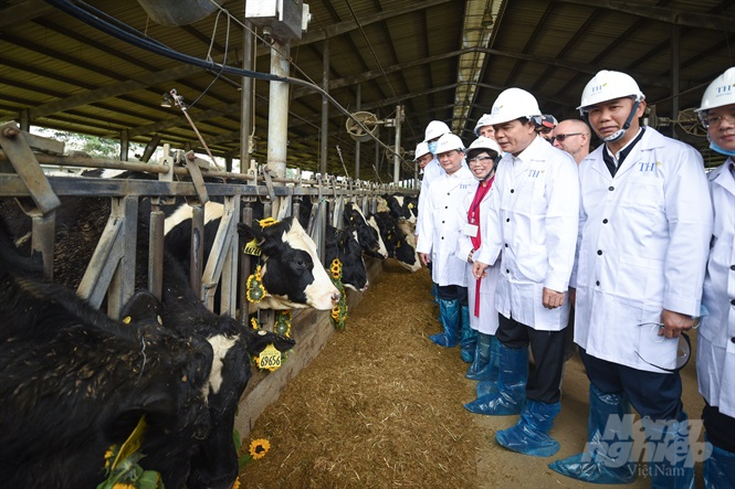 Bộ trưởng Nguyễn Xuân Cường thăm trang trại bò sữa của TH True Milk. Ảnh: Tùng Đinh.