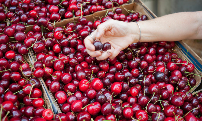 Cherry Hoa Kỳ được nhập khẩu và tiêu thụ tại Việt Nam. Ảnh: Shutterstock/rblfmr.